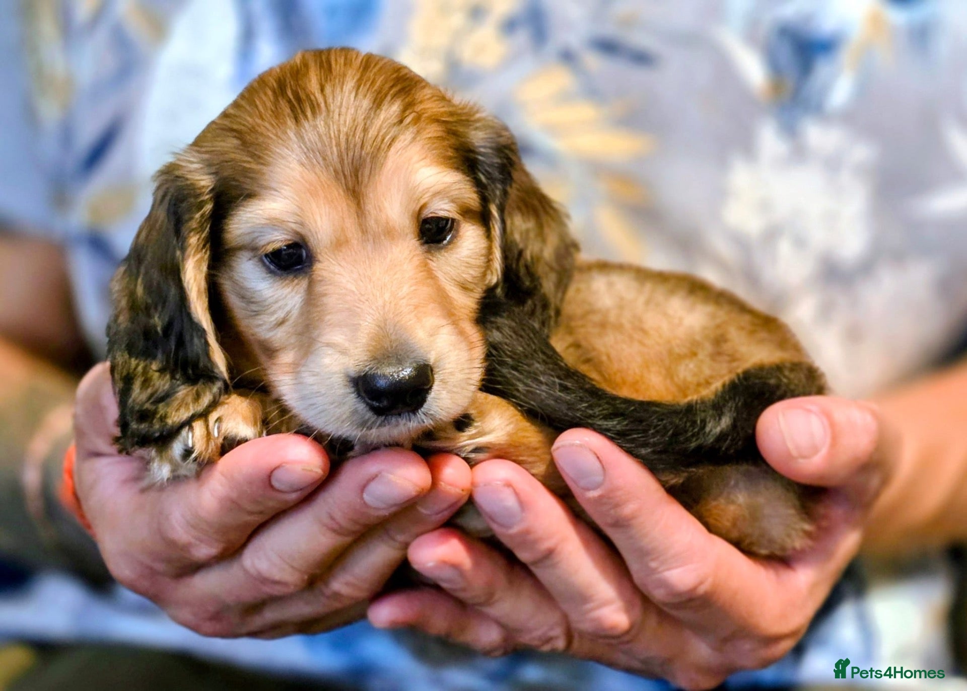 Miniature Dachshund dogs Stunning litter of miniature dachshund puppies - Advert 5