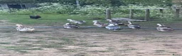 Ducks poultry for sale: Silver Appleyard LF - Advert 4
