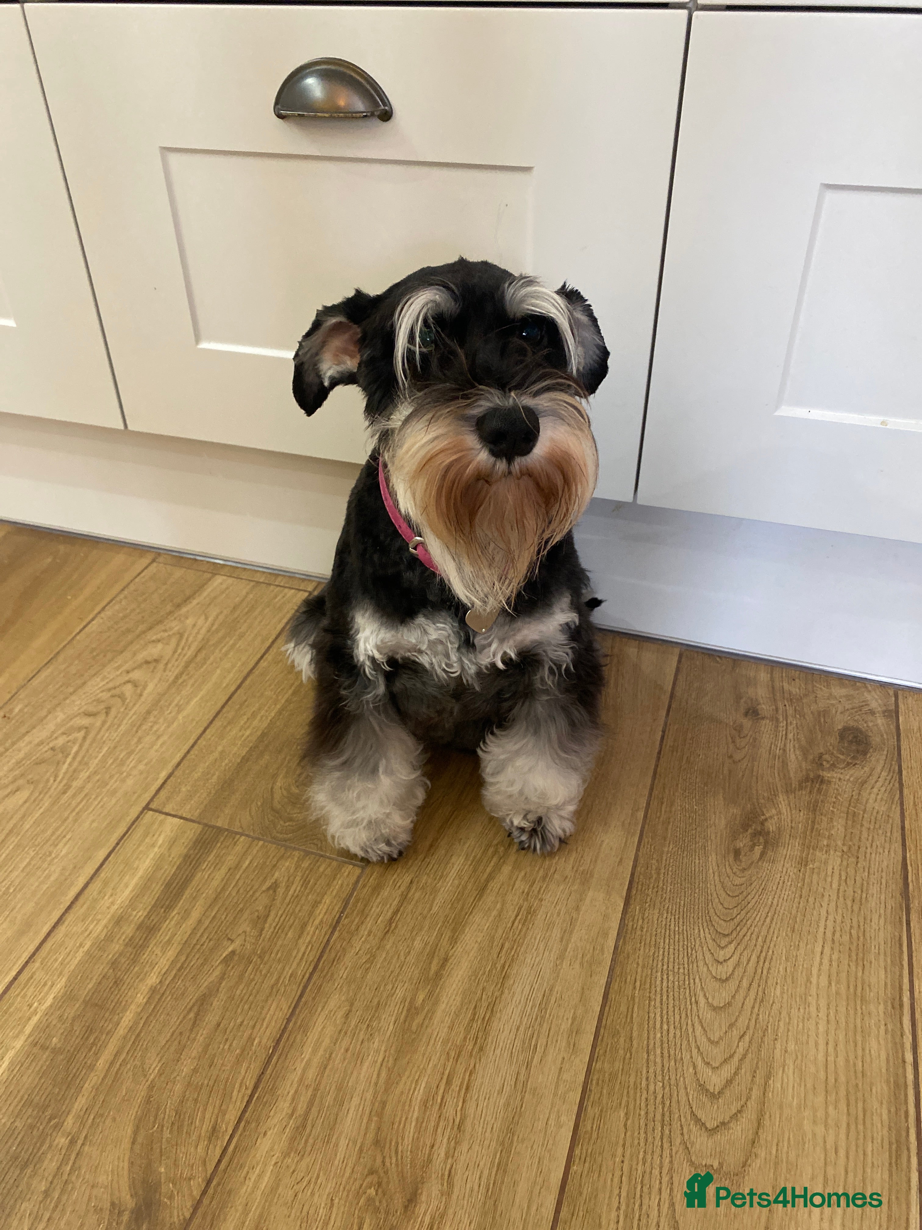 Miniature Schnauzer dogs Miniature schnauzers  - Advert 1