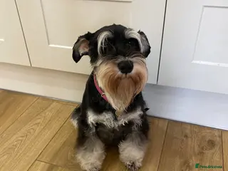 Miniature Schnauzer dogs Miniature schnauzers - Advert 1