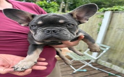 French Bulldog dogs for sale: French puppies new shade fluffy  in Warrington - Image 4