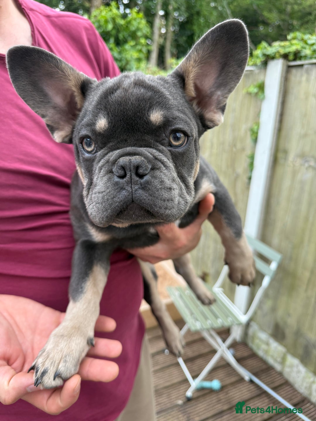 French Bulldog dogs for sale: French puppies new shade fluffy  in Warrington - Image 4
