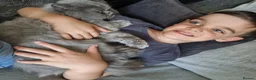 Persian cats for sale: Beautiful cream persian babies  - Advert 3
