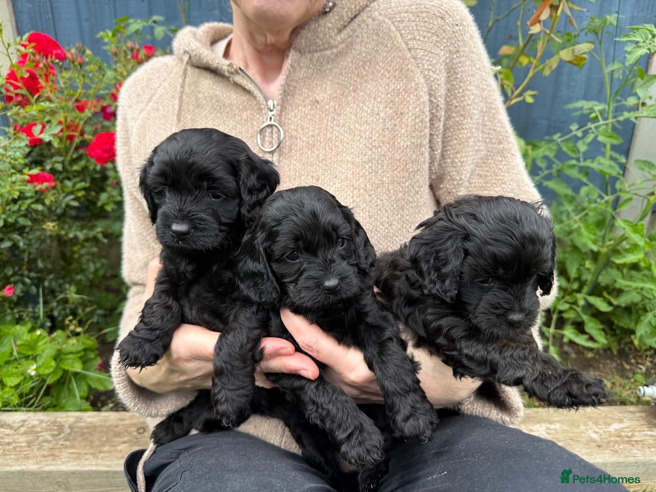 Cavapoo dogs for sale: Adorable F1 Cavapoo Puppies - Advert 2