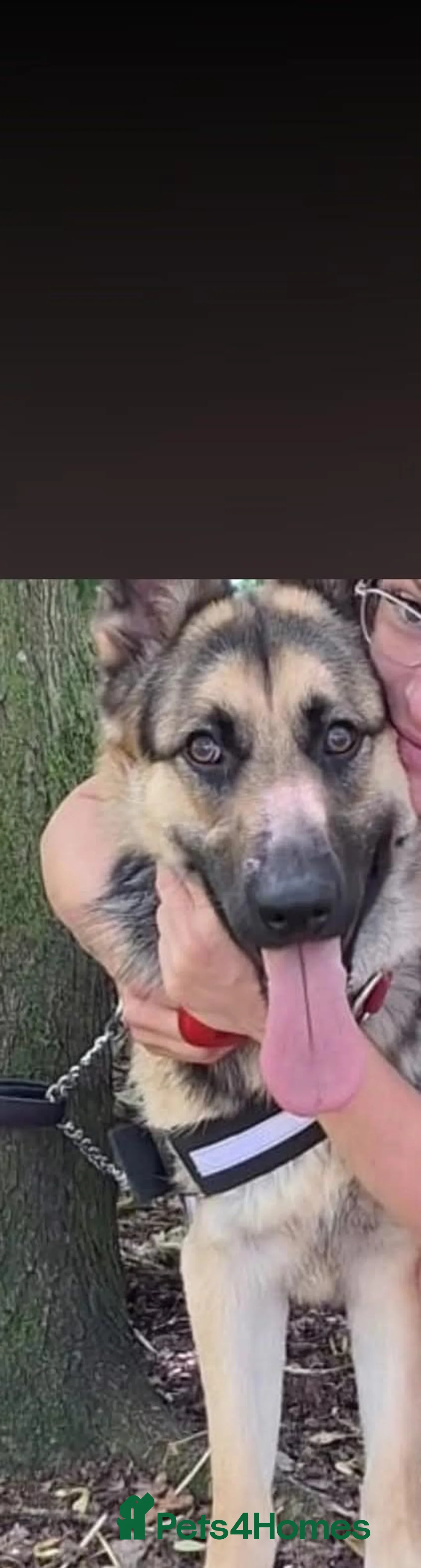 German Shepherd dogs for sale: Loving home wanted for Vivi - German Shepherd  - Advert 7