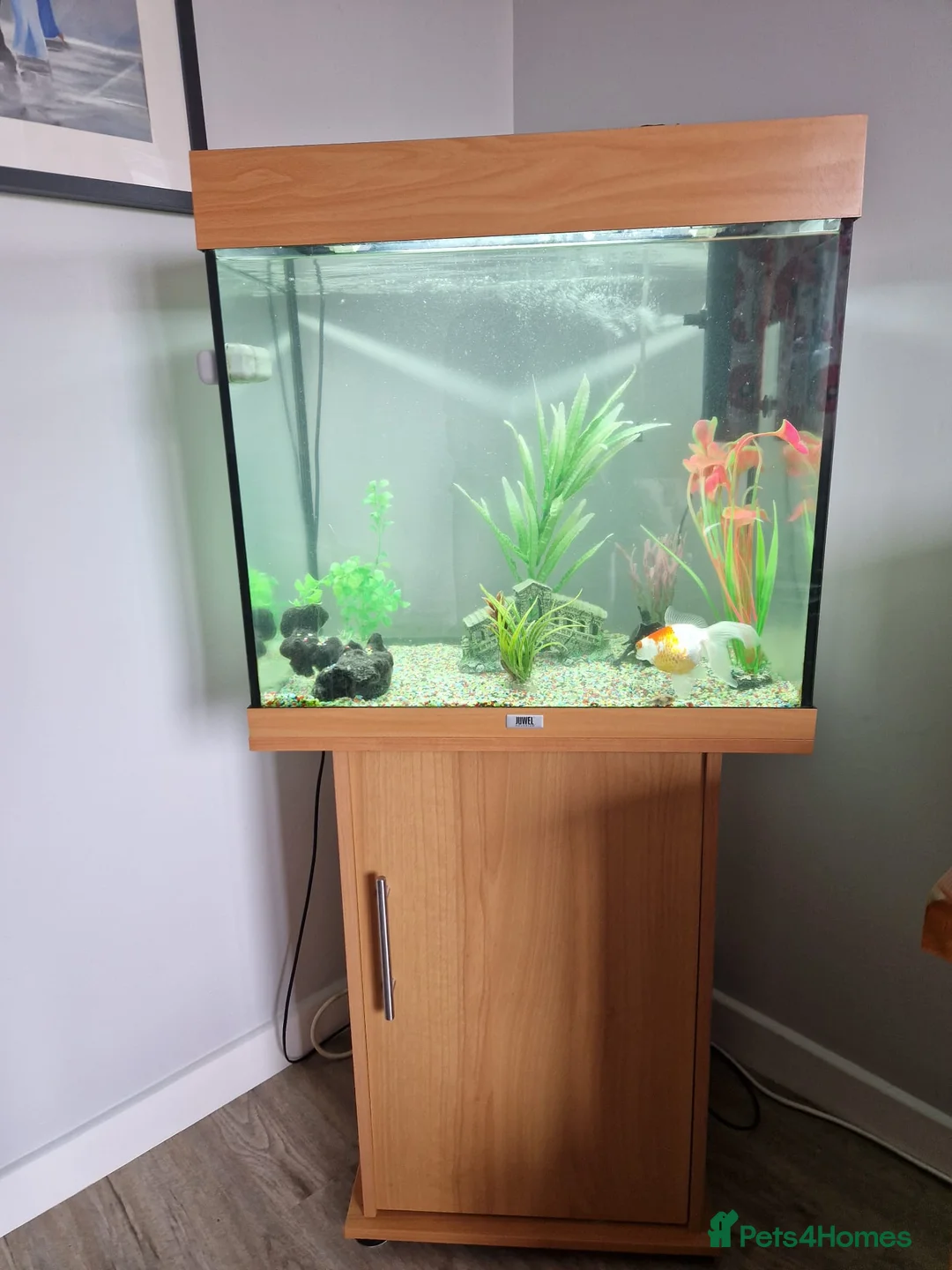 Fancy Goldfish fish for sale: 2 Fish with 120l Juwel tank for sale in Leicester - Advert 1