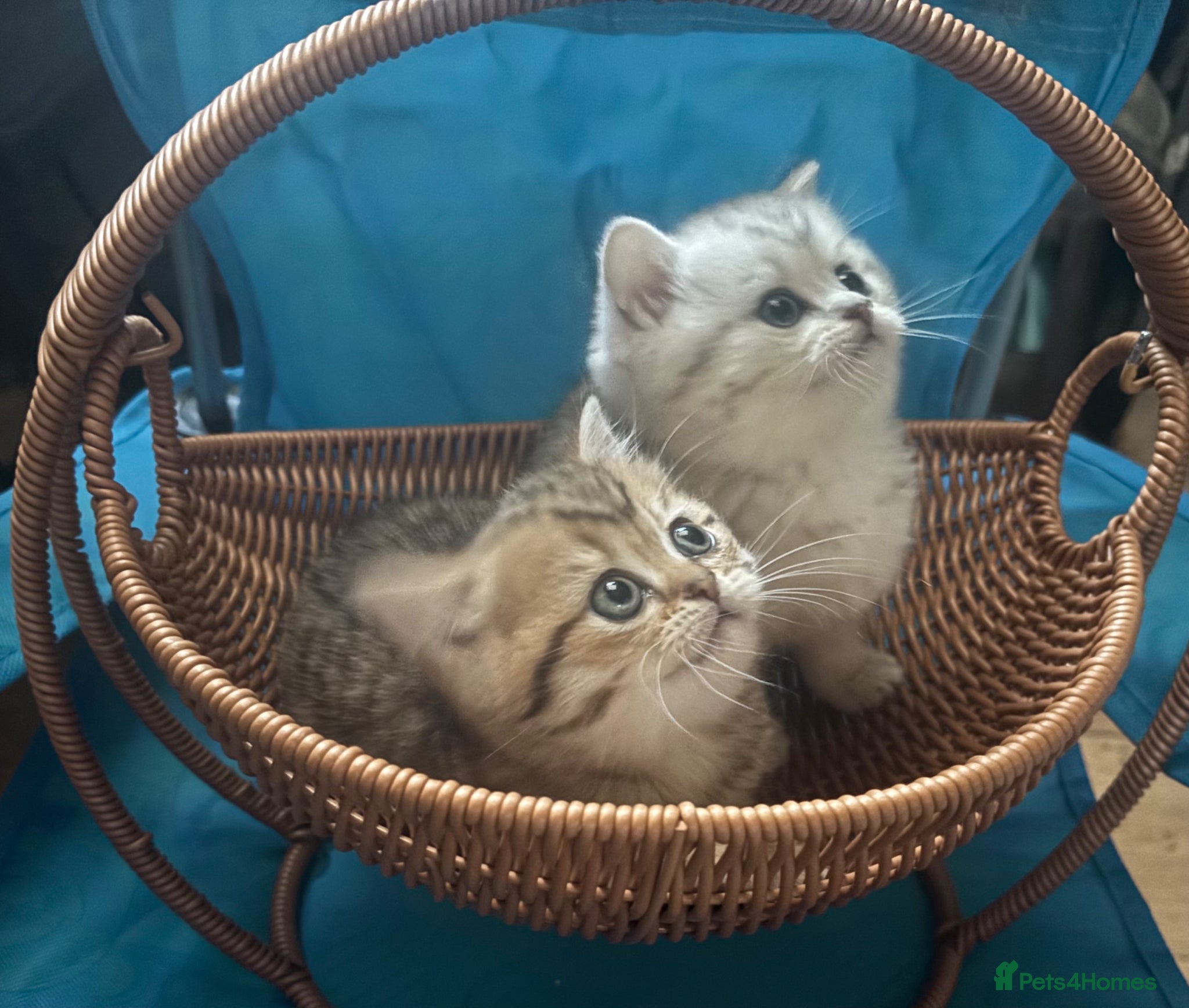 Munchkin cats TICA registered munchkin kittens  - Advert 1