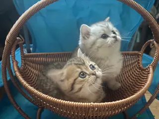 Munchkin cats TICA registered munchkin kittens - Advert 2
