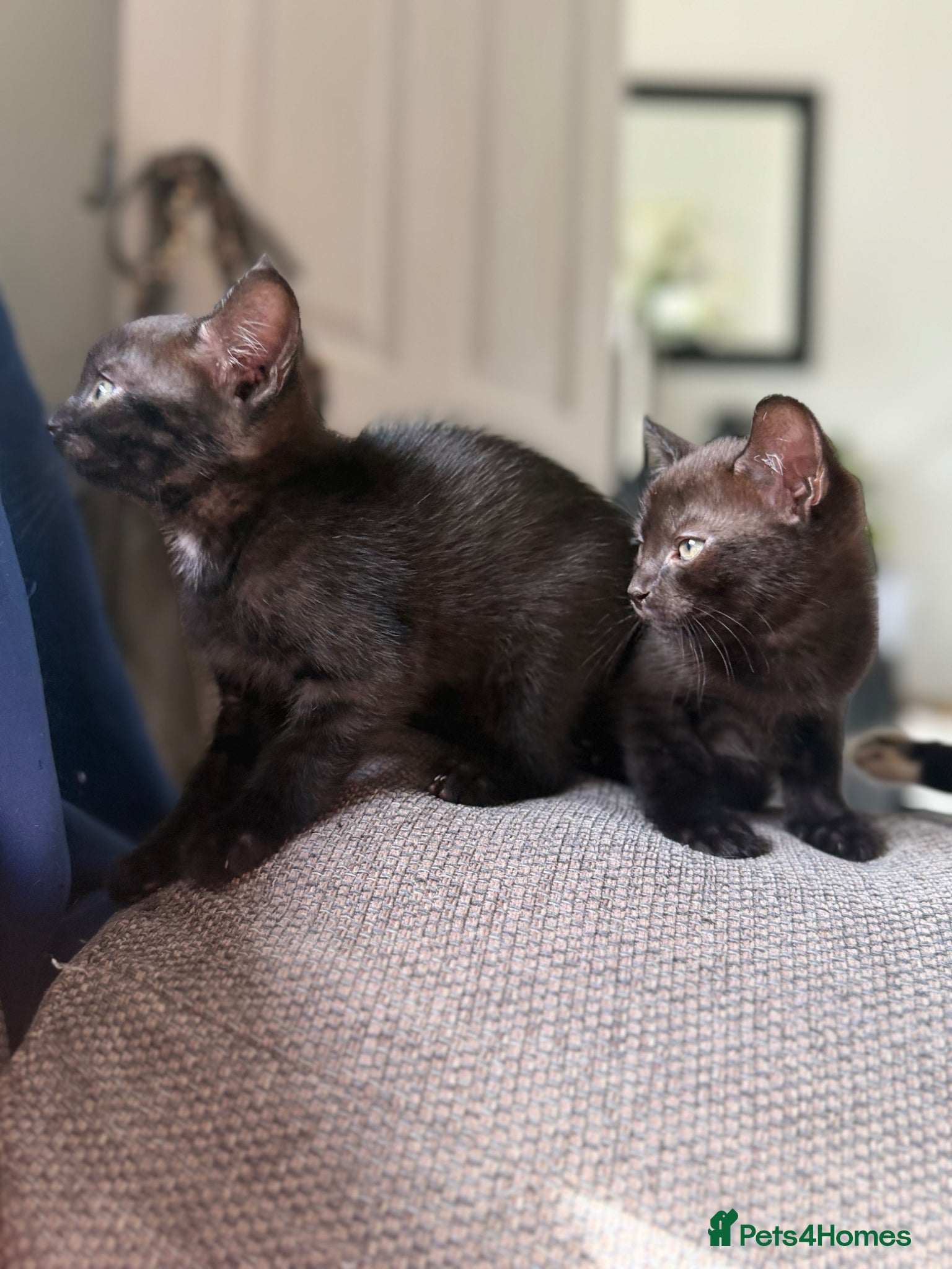 Mixed Breed cats for sale: Stunning black kittens  - Advert 3