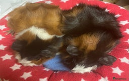 Guinea Pig rodents for sale: Beautiful Abyssinian guinea pigs  - Image 5