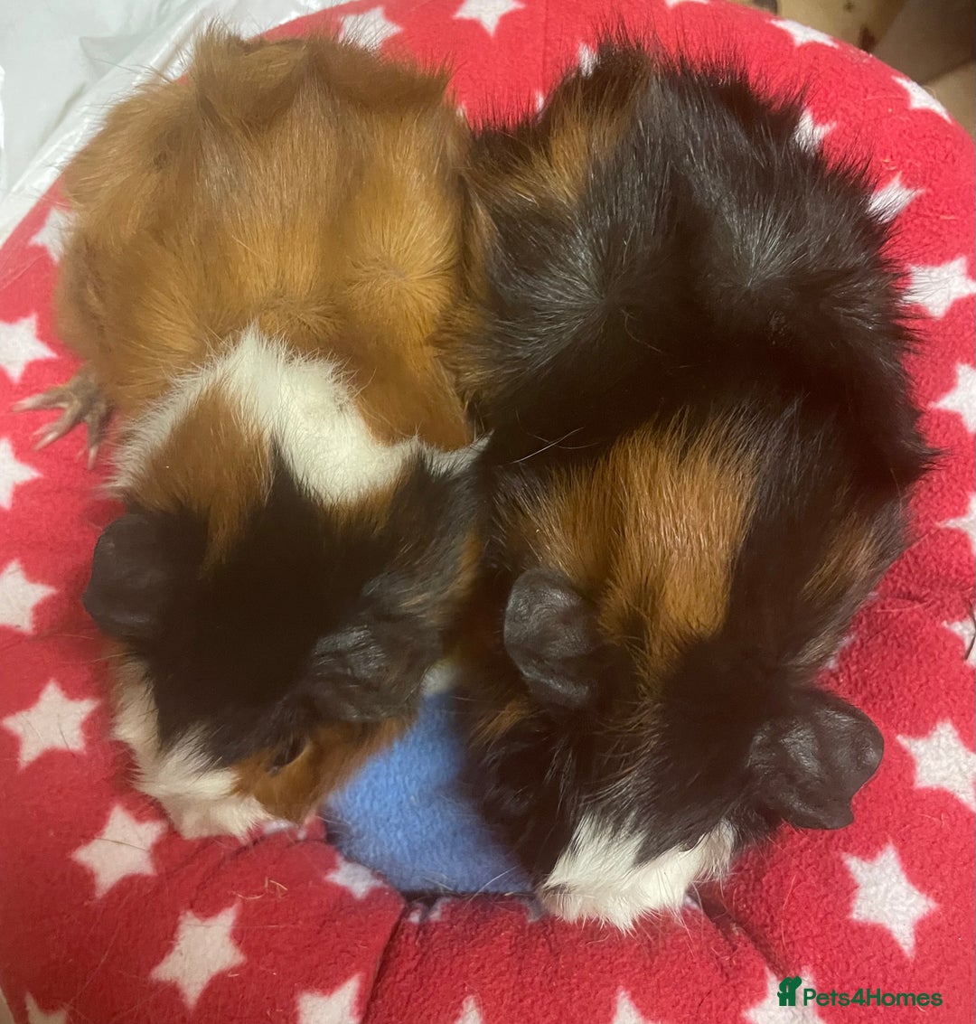 Guinea Pig rodents for sale: Beautiful Abyssinian guinea pigs  - Image 5