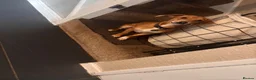Chiweenie dogs for sale: Male dog  - Advert 2