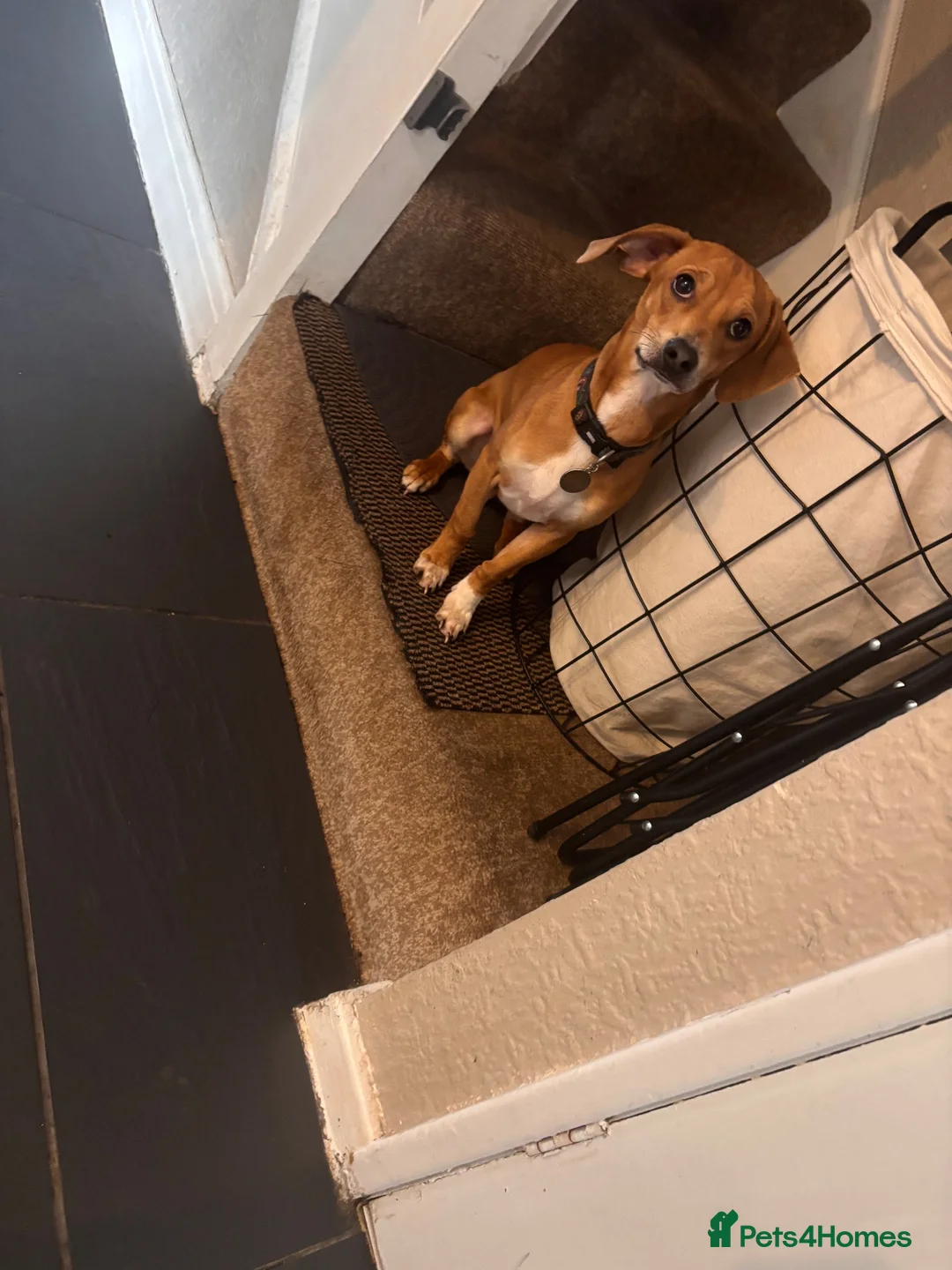 Chiweenie dogs for sale: Male dog  - Advert 2