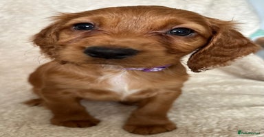 Cocker Spaniel dogs - Advert 10