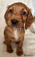 Cocker Spaniel dogs - Advert 7