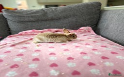 Mini Lop rabbits for sale: Mini lop male bunny - Image 3