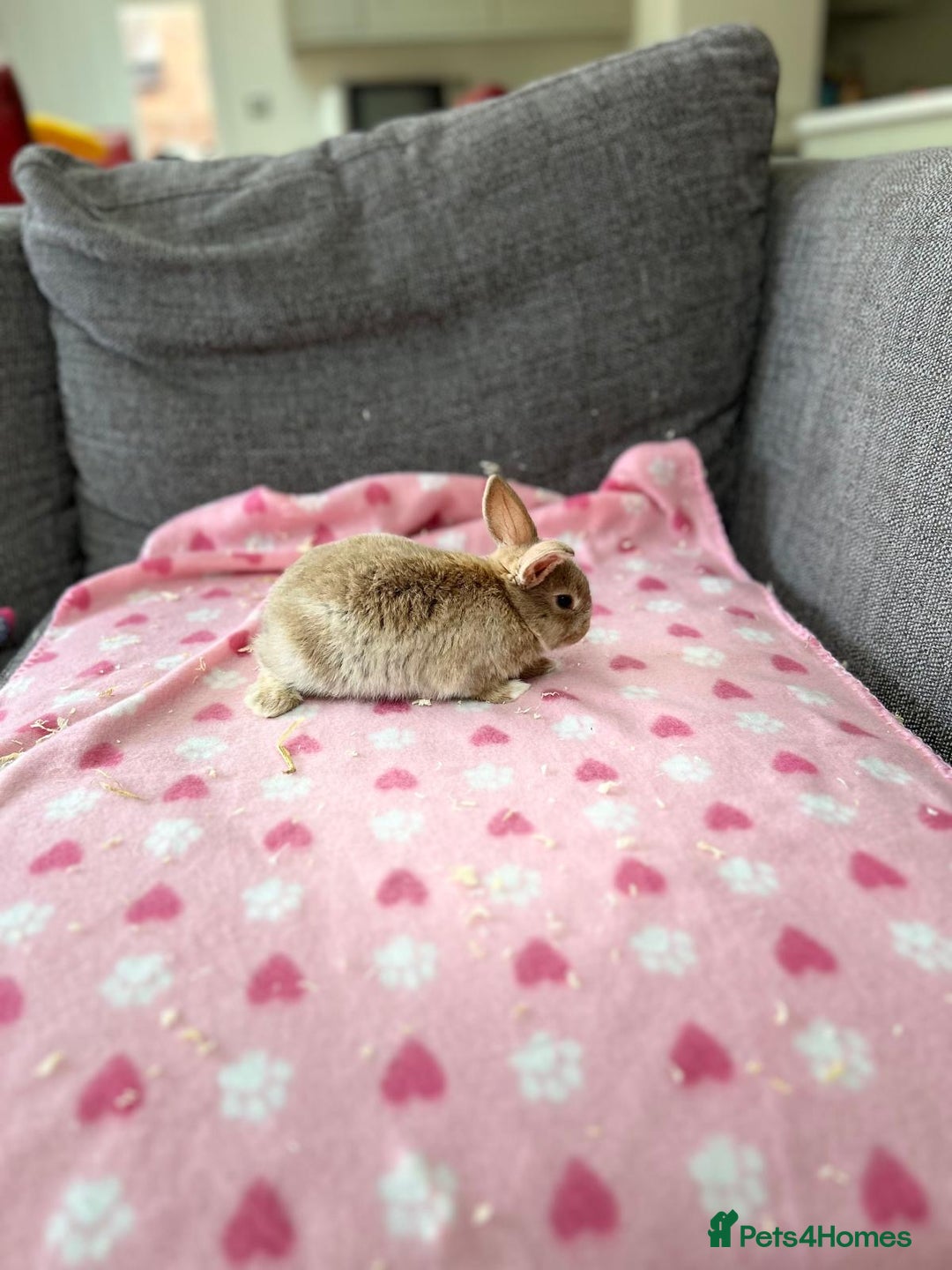 Mini Lop rabbits for sale: Mini lop male bunny - Image 3