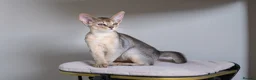 Abyssinian cats for sale: Bonbon – Ready Now | Exceptional Silver Abyssinian - Advert 3