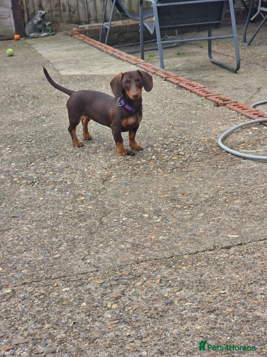 Miniature Dachshund dogs for sale: miniature dashaund  - Advert 2