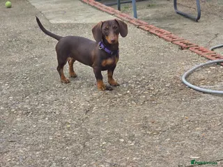 Miniature Dachshund dogs miniature dashaund - Advert 7