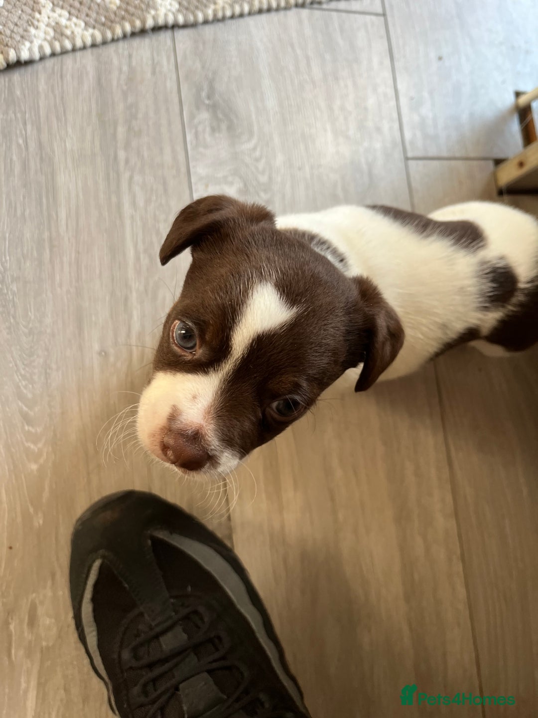 Jack Russell dogs for sale: Jack Russel  - Advert 1