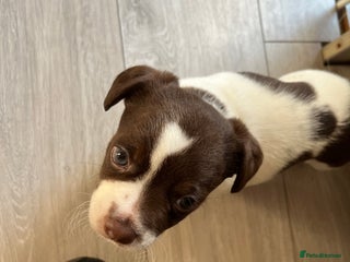 Jack Russell dogs Jack Russel - Advert 2