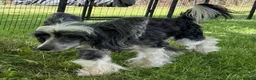 Chinese Crested dogs for adoption: 🐾 Gloria – Female Chinese Crested Dog 🐾 - Advert 4