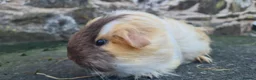 Guinea Pig rodents for sale: Sheltie female guinea pigs - Advert 8