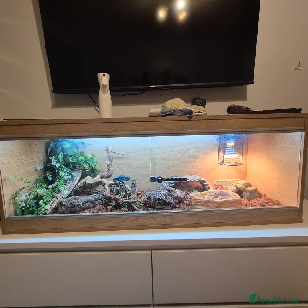 Boa Snake reptiles for sale: Male boa and full set up - Advert 2