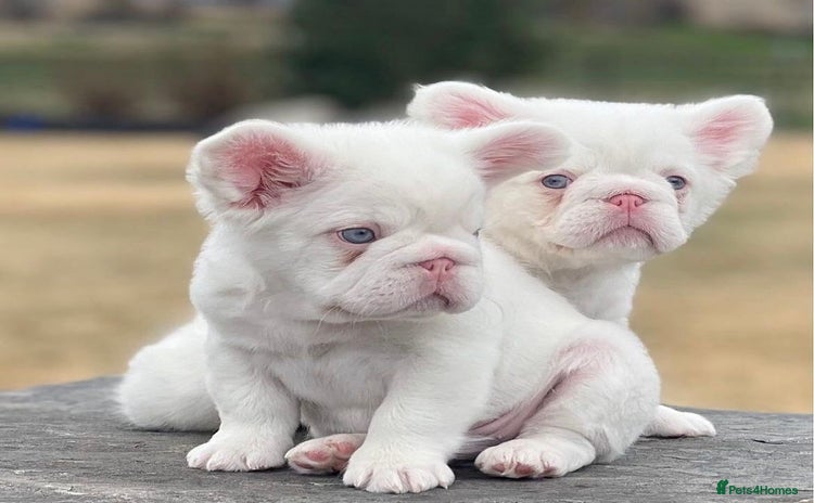 French Bulldog dogs - Advert 1