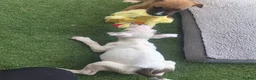 Mixed Breed dogs for sale: English ball terrier  cross staffy  - Advert 4