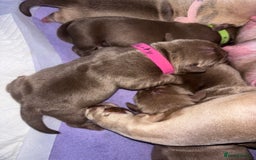 American Bully dogs for sale: Pocket bully puppy’s  - Image 34