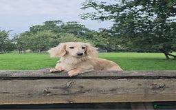 Miniature Dachshund dogs for stud: Cream Long-haired miniature Dachshund kc reg in Blackburn - Image 20