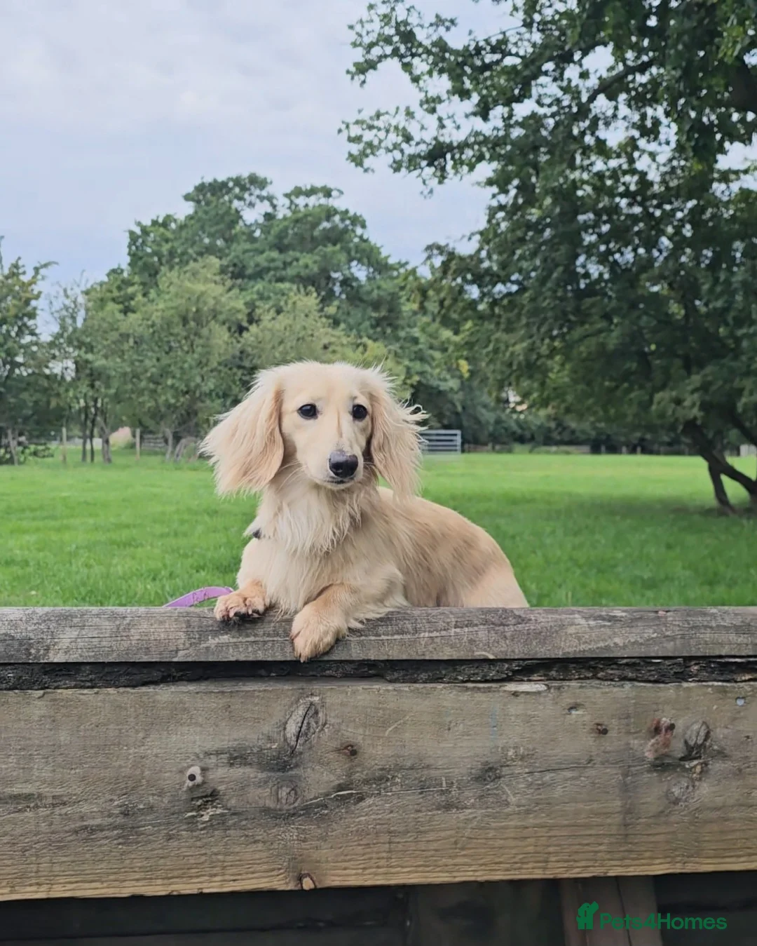 Miniature Dachshund dogs for stud: Cream Long-haired miniature Dachshund kc reg in Blackburn - Advert 22