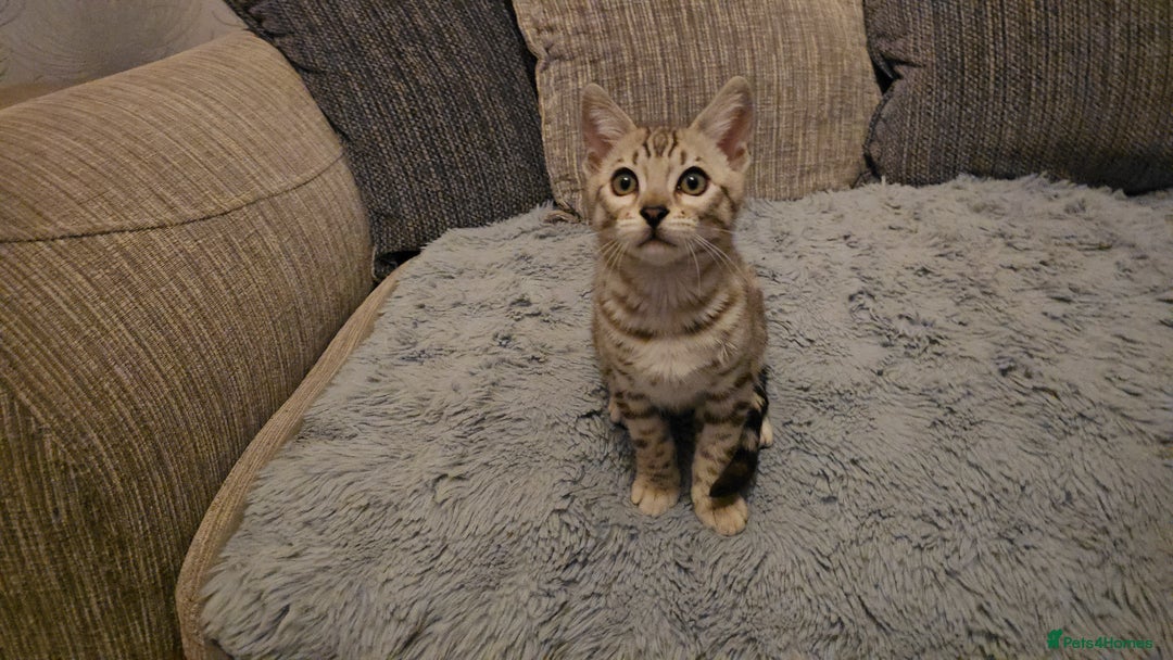 Bengal cats for sale: Championship Bengal Kittens  - Advert 2