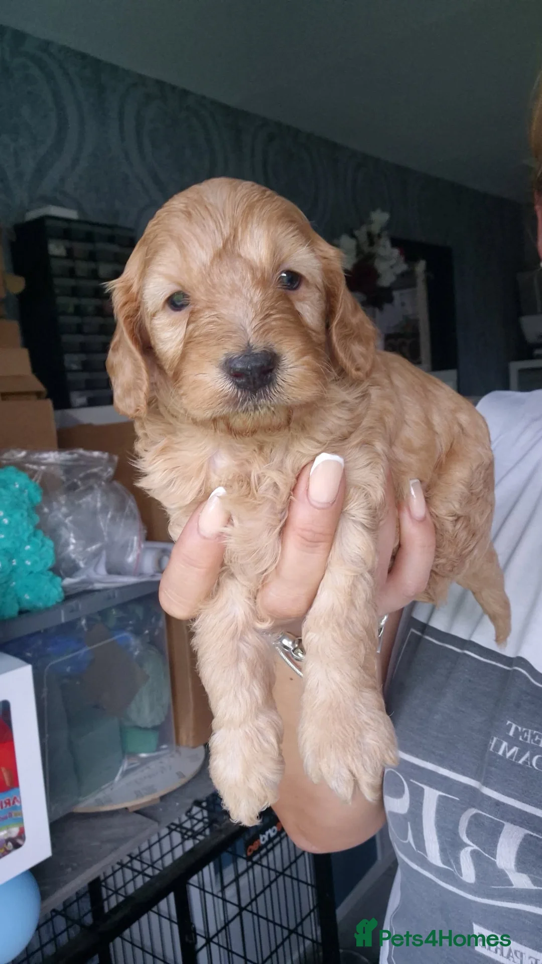 Cockapoo dogs for sale: Male Cockapoo  - Advert 1