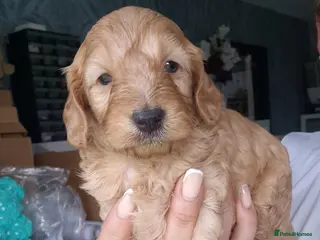 Cockapoo dogs Male Cockapoo - Advert 1