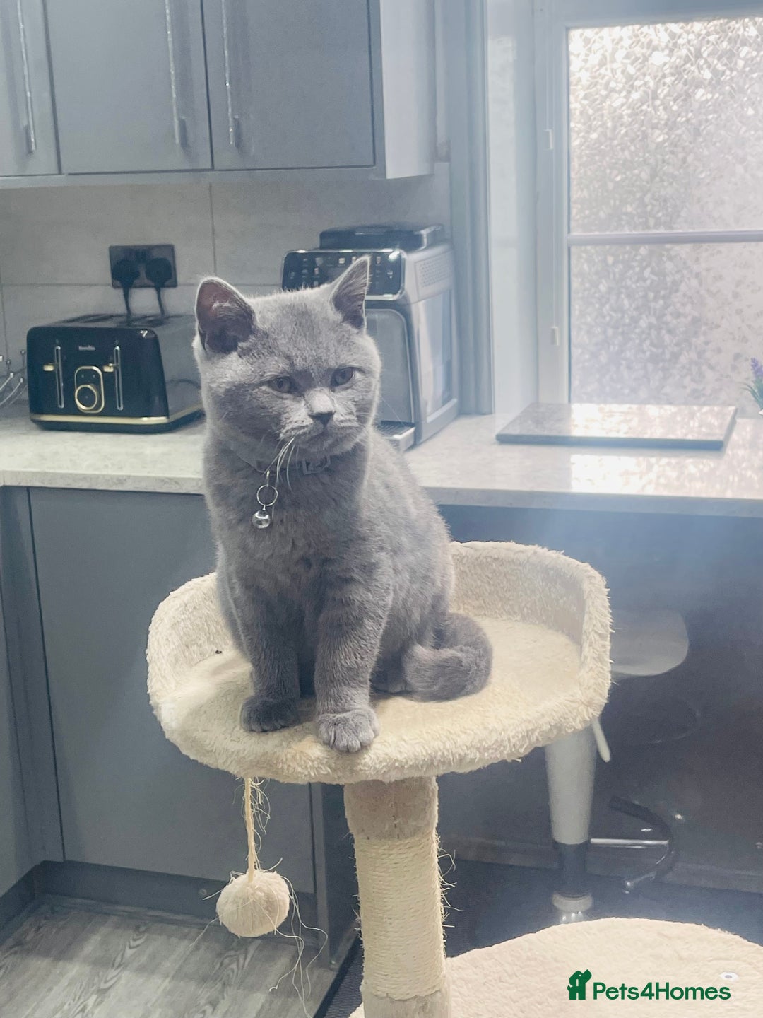 British Shorthair cats for sale: Beautiful Blue Chunky British Shorthair Girl! - Advert 5