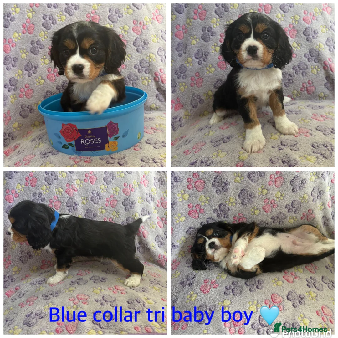 Cavalier King Charles Spaniel dogs for sale: Cavalier King Charles spaniel puppies❤️ - Advert 2