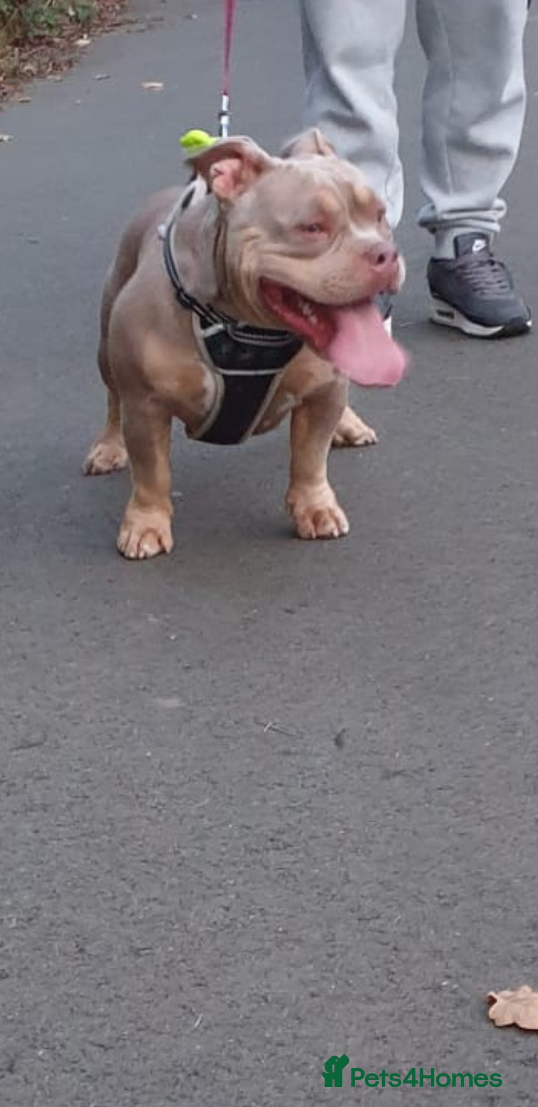 American Bully dogs for sale: ABKC POCKET BULLY LILAC TRI 2PAC DAUGHTER 🤠 LINES - Advert 2