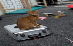 Abyssinian cats for sale: Beautiful Female Abyssinian Cat (Sorrel)  - Image 2