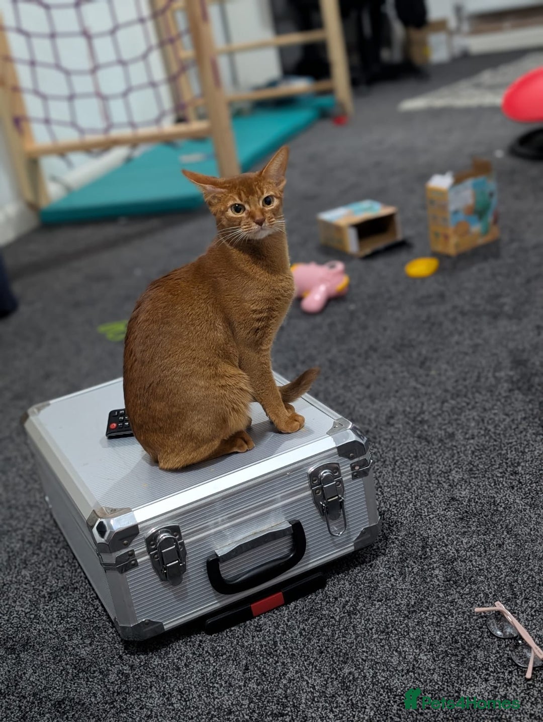 Abyssinian cats for sale: Beautiful Female Abyssinian Cat (Sorrel)  - Image 2
