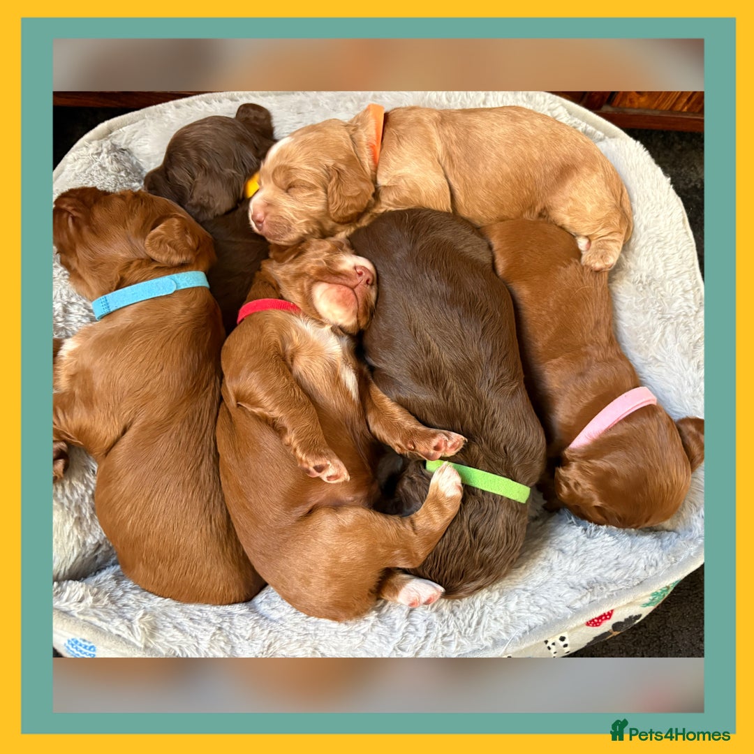 Cocker Spaniel dogs for sale: Cocker spaniel puppies  - Advert 1