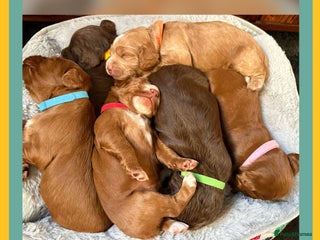 Cocker Spaniel dogs for sale: Cocker spaniel puppies - Advert 1