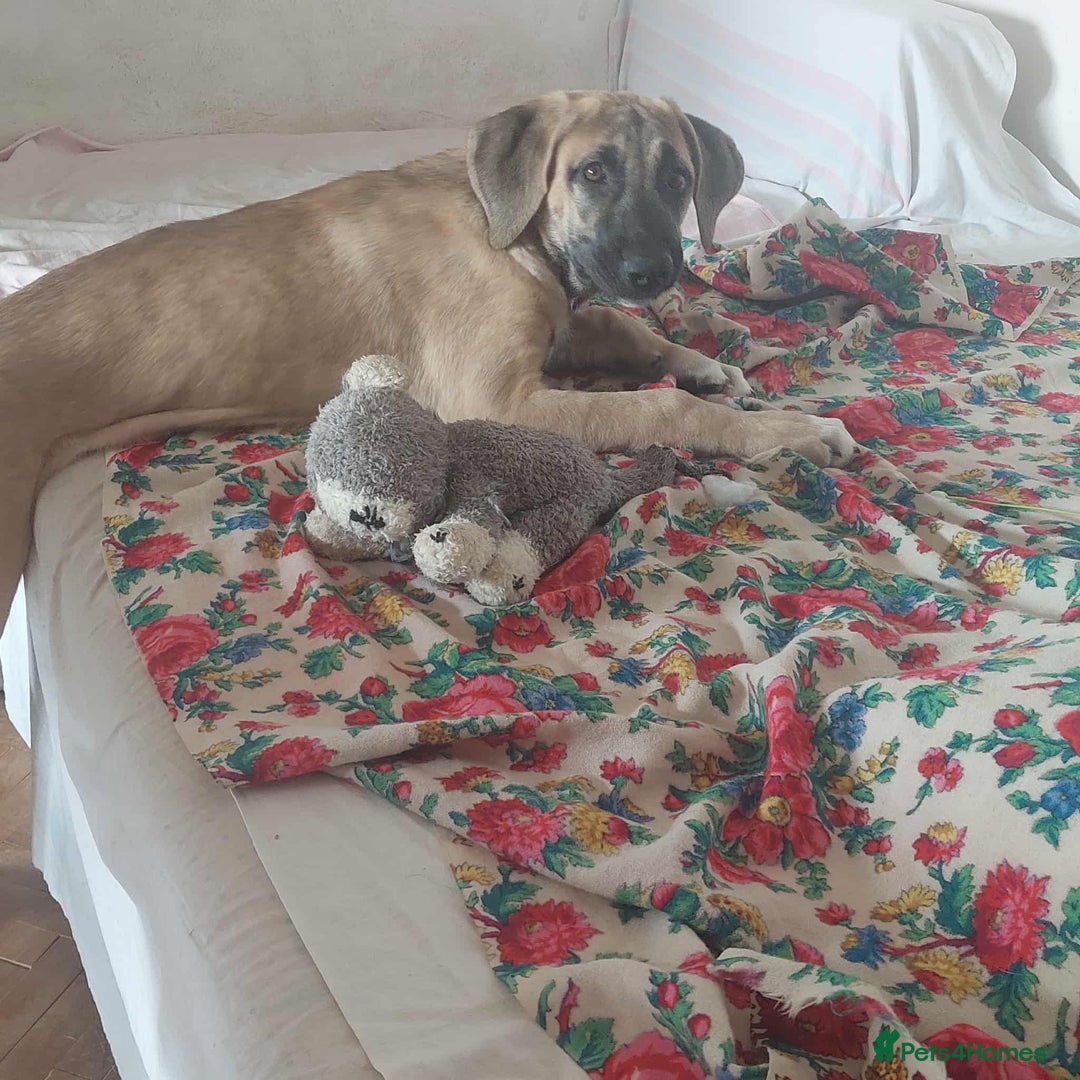 Anatolian Shepherd dogs for adoption: Dzana is 6 month Macedonian rescue pup  - Image 5