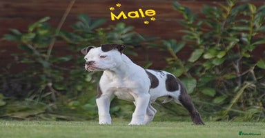 Olde English Bulldogge dogs COUNCIL APPROVED⭐️5 RATED. 23 YEARS EXPERIENCE  - Advert 3