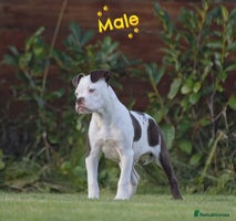 Olde English Bulldogge dogs COUNCIL APPROVED⭐️5 RATED. 23 YEARS EXPERIENCE - Advert 3