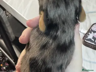 Doxiepoo dogs Beautiful doxipoo baby’s - Advert 1