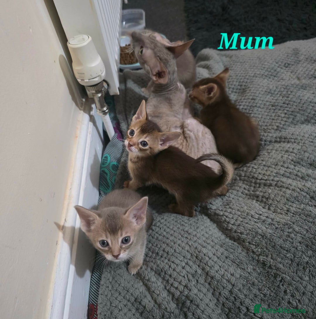 Mixed Breed cats for sale: Beautiful kittens looking for their forever homes - Advert 1