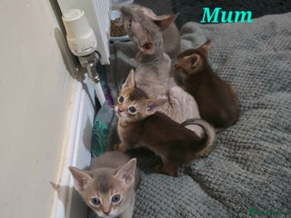 Mixed Breed cats Beautiful kittens looking for their forever homes - Advert 1